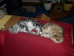 Katze Arwen und Padme 6 Monate alt.